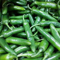[맘스허브] 모닝고추500g 실속구매찬스, 1팩, 500g