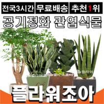 플라워조아 관엽식물화분 공기정화식물, 8. 크라톤, 1개