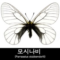 나비표본/모시나비표본/Parnassius stubbendorfii