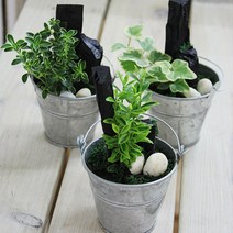 가꾸지오 공기정화 천연가습 실내인테리어 미니 숯정원, 미니숯정원-백아이비