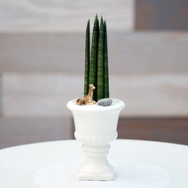 아침향기 공기정화식물 스투키 르네상스 화분, (르네상스) 7촉, 1개
