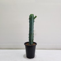 온누리농원 용심목