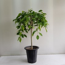 온누리농원 킹벤자민, 1개