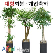 엔젤플라워 초특가 특대형화분 대박나무 행운목 전국당일꽃배달, A04 행운목 사기분, 1개