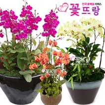 꽃뜨랑 화려한서양란 호접란 만천홍 포춘 개업난 개업화분 전국꽃배달서비스 꽃화분, B11 노랑심비디움(대), 1개