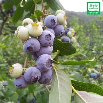 해마을 2022년 무농약 국산 블루베리 냉동, 1개, 2kg(특품)