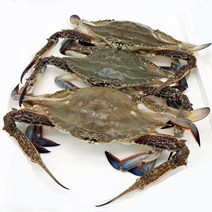 국내산 꽃게 2kg 3kg 활꽃게 산지직송, 1개, 꽃게(얼음포장) 2kg(8~10마리)