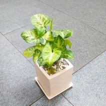 꽃피우는청년 키우기 쉬운 실내공기정화식물 사각 화이트 화분 (무광), 1개, 싱고니움