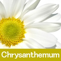 오마르 향오일 100ml 석고방향제 슬라임 향료, 퓨어국화