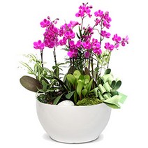 플라워리퍼블릭 개업화분 개업식 공기정화식물 관엽식물 전국꽃배달, 만천홍고급형, 1개