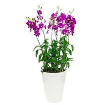 플라워리퍼블릭 개업화분 개업식 공기정화식물 관엽식물 전국꽃배달, 덴파레고급형(여름상품), 1개