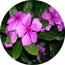 일일초 12포트 꽃모종