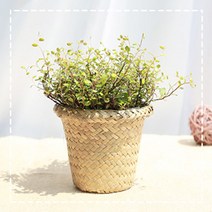 그린테라피 해초바구니 소형 공기정화식물, 트리안해초 바구니 소 (내추럴)