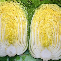 빛고을장터 배추 3포기 통배추 절임용 김치용, 1Box, 통배추 3포기 (7kg이상)