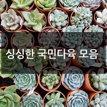 제이팟다육 예쁜 국민 다육이 다육식물 200종류, C14. 홍포도