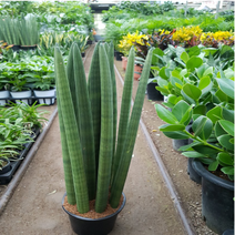 에덴농원 스투키(중품)가격저렴하게나왔어요크기 35~45, 1개