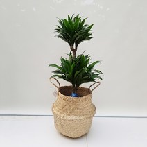 도자기랑나무랑 실내공기정화 인기식물 라탄바구니 플랜테리어 식물인테리어, 드라세나콤팩타+라탄바구니, 1개