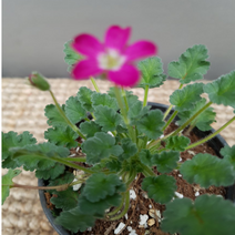 에덴농원 풍노초(짙한핑크) 일년내내 꽃이 피고지고해요, 1개