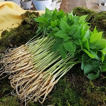 산골짜기 농장 미니 새싹삼 새싹인삼, 1box, 중 70뿌리