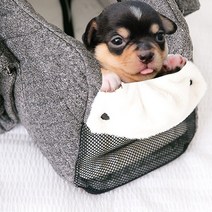 코지힙 이리스 숄더백(대형) 강아지 이동가방 슬링백 애견가방, 02_그레이