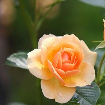 [아로마케이] 플로럴 워터 천연비누 화장품 재료 비누만들기원료, 로즈플로럴워터1L