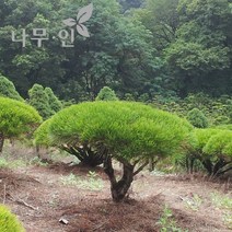 [나무인] 반송(둥근소나무) 폭1.0m (차량배송)