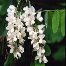 프래그런스오일 아카시아, 20ml