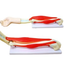 인체 팔근육 모형(1대1) R RTS