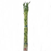 트리앤 개운죽 10cm 12cm(10개) 20cm 30cm 40cm 50cm 60cm 70cm 80cm 100cm 3단원통 나도풍란, 07.개운죽80cm(10p) 1개