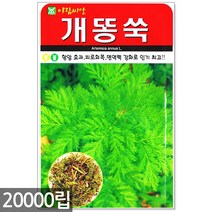 청농종묘 노랑 초당옥수수 씨앗 100립 초당옥수수씨앗 노랑옥수수씨앗 옥수수씨앗 옥수수씨, 10_개똥쑥(20000립)