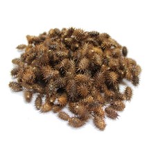 심수약초 국내 자연산 도꼬마리(창이자) 300g, 1개