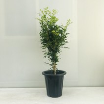 온누리농원 오렌지자스민, 1개