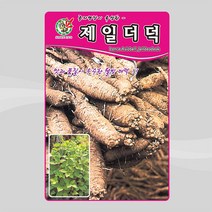 더덕 뿌리 채소 씨앗 1000립