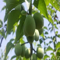 연세원예 왕매실 특묘 묘목-접목1년 1주