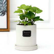 아침향기 공기정화식물 무광원형화분 팔손이, (무광원형)화이트=팔손이