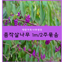 착한가격나무생각 좀작살나무 1m 2주묶음