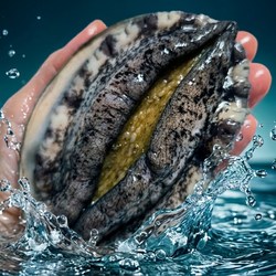 완도전복 왕특대 완도 활 전복 직거래, 1개, 1번 (왕특대) 4-6미 1kg