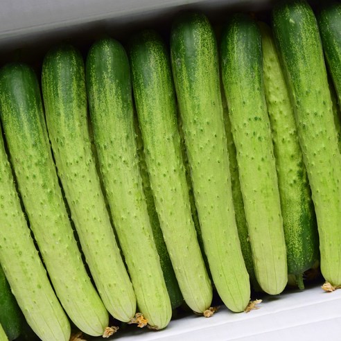 국내산 백오이 특상품 백다가기 직배송 시원한 오이, 1박스, 5kg