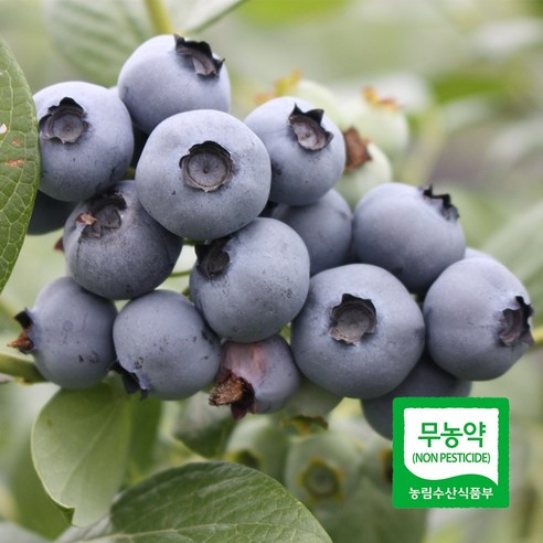 세모농 친환경 국산 무농약 생 블루베리 생과 프리미엄