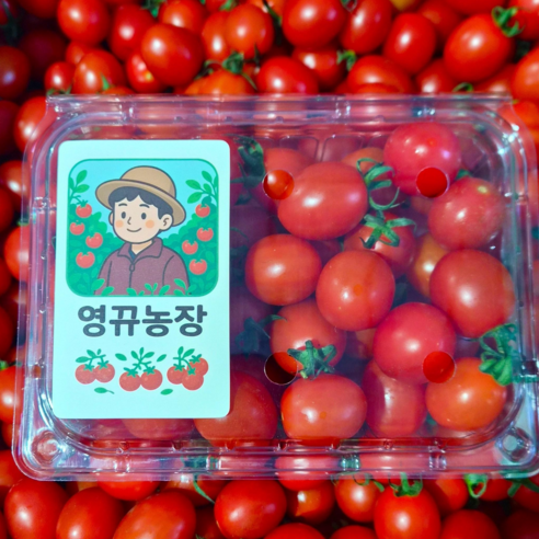 [영뀨농장] 익산 산지직송 방울토마토 당일 수확 배