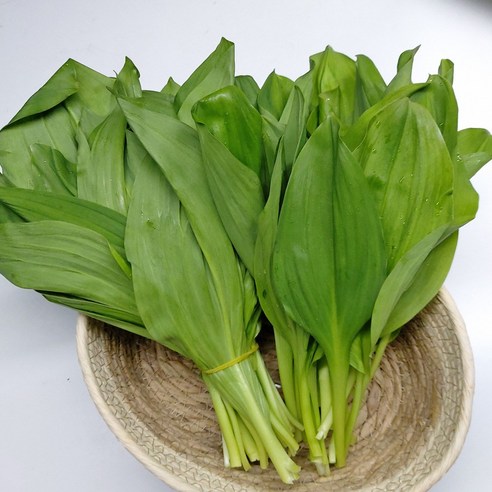 강원도 인제 산마늘 명이나물 잎명이나물