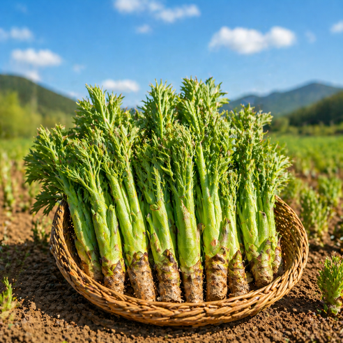 당일수확 국산 자연산 참두릅 두릅 산지직송, 1개, 1kg