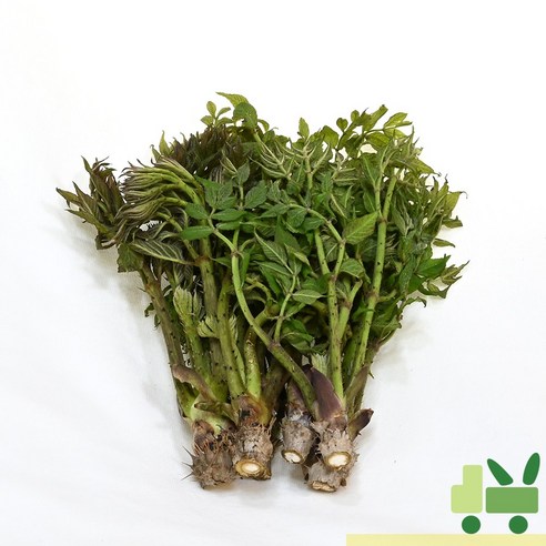 사라상회 두릅 (산두릅 참두릅) 500g (장아찌)