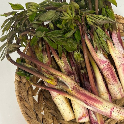 땅두릅 국내산 두릅 제철 봄나물 500g~2kg  중량선택 / 산지직송연구소