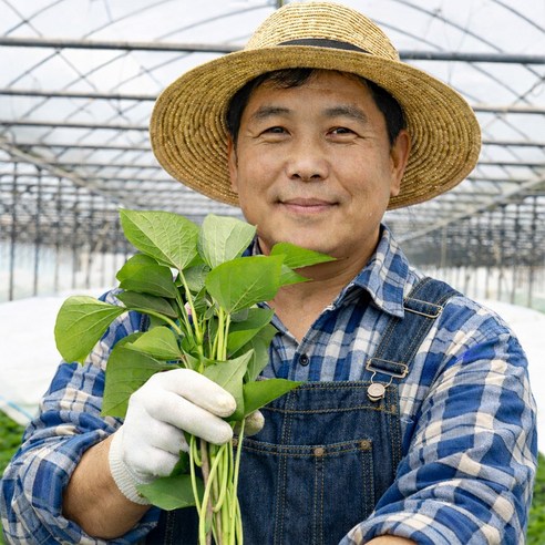 활착률 높은 해남 고구마 모종 [DYE], 1개, 베니하루카 꿀밤 고구마 모종 1kg