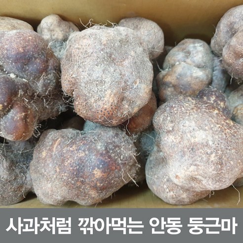 25년 햇둥근마 알뜰 5kg