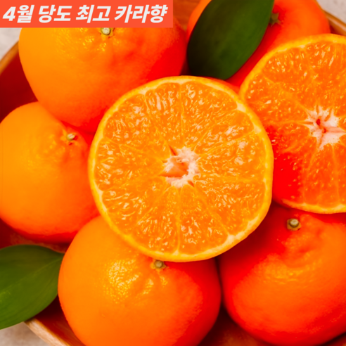 [재구매율 1위] 15brix 초고당도 제주 산지직송 조생 하우스 감귤
