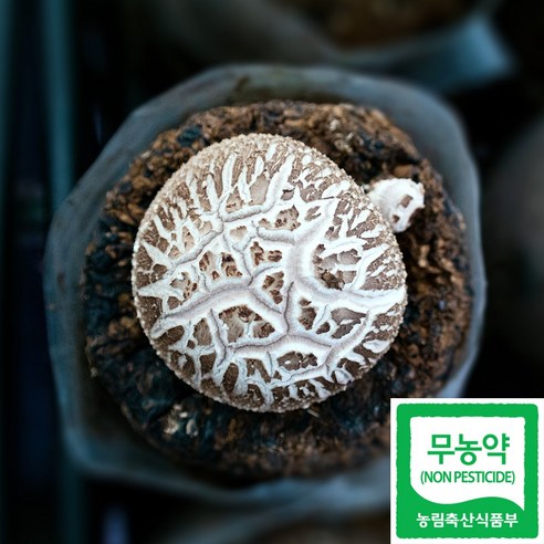 무농약 표고버섯 1kg 선물 산지직송 생표고 국산 가정용 육수용 하진이네 버섯뜰에, 1개, 중품 1kg