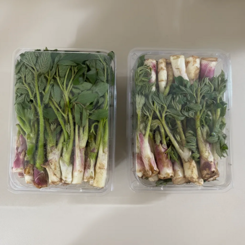 이서네 장터 남해 노지 산지직송 국산 땅두릅, 1박스, 1kg