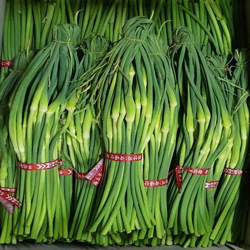 제주도 햇마늘쫑 장아찌.무침용 최상품 1kg 알뜰농장